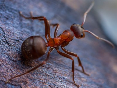 Kızıl Orman Karıncaları