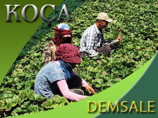 Koça demsalê